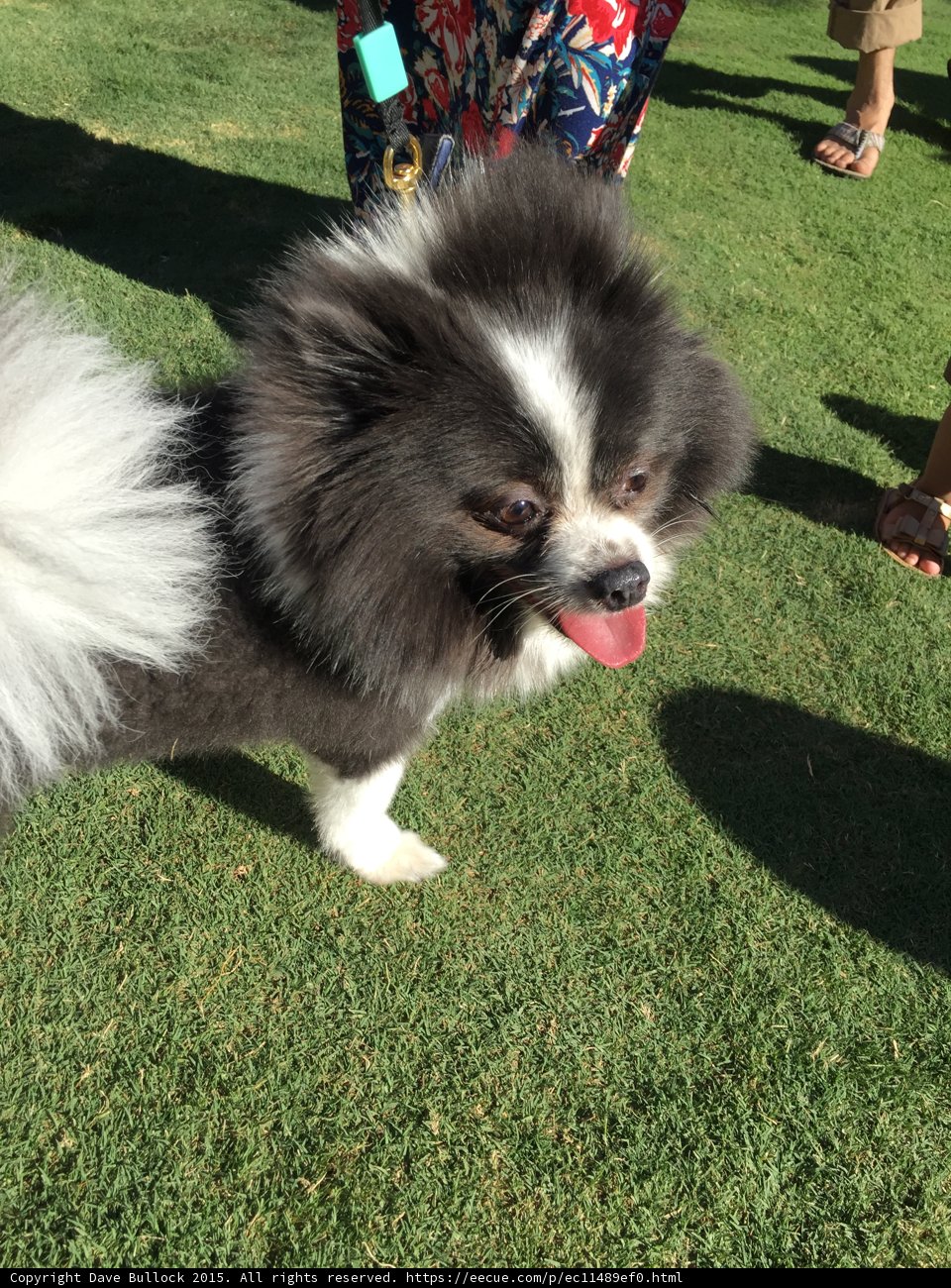 Happy Pomeranian