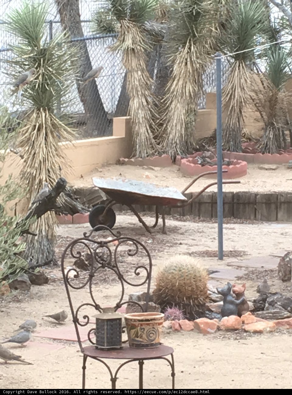 Desert Oasis
