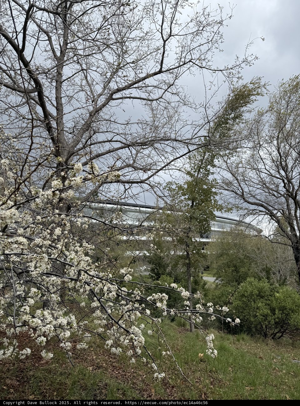 Spring Blossoms at Apple Park