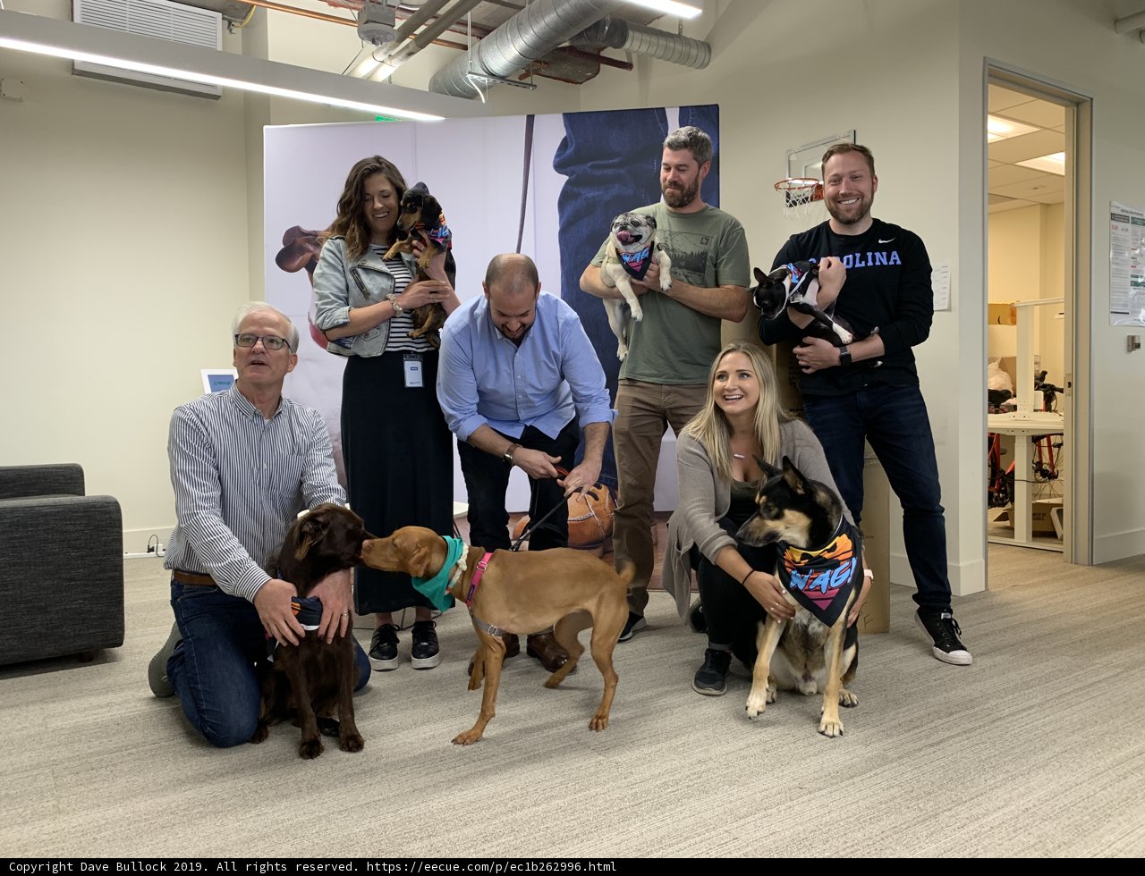 Dogs in the Office