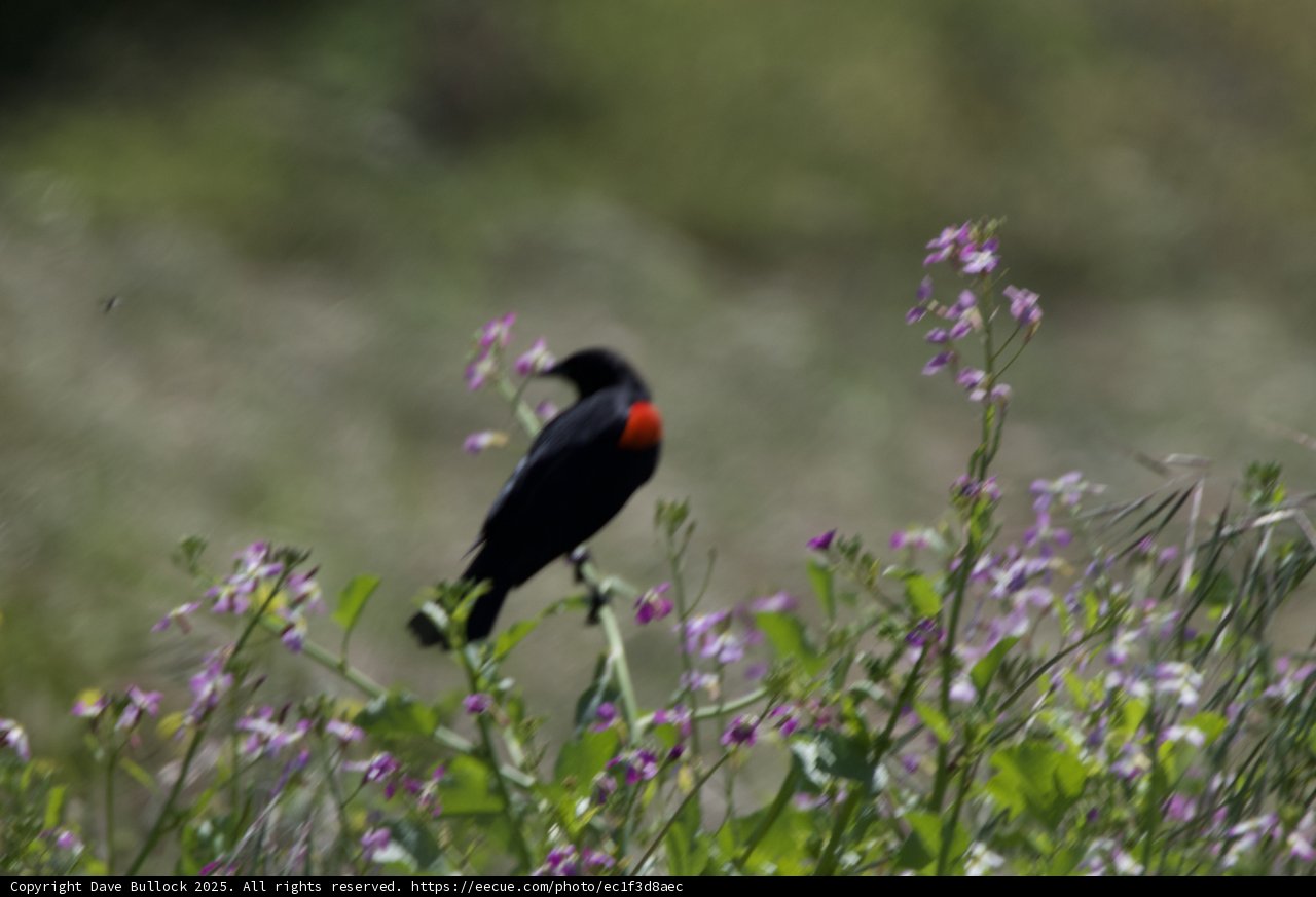 A Blackbird's Spring Symphony