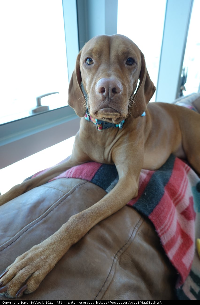 Lazy Pooch on the Sofa