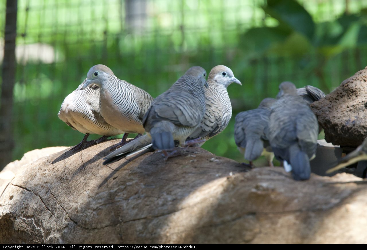Serenity at the Aviary: Doves in Repose