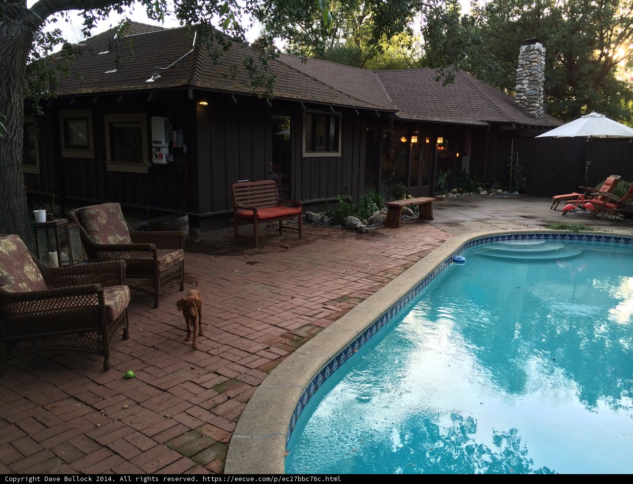 Canine Enjoyment at the Resort