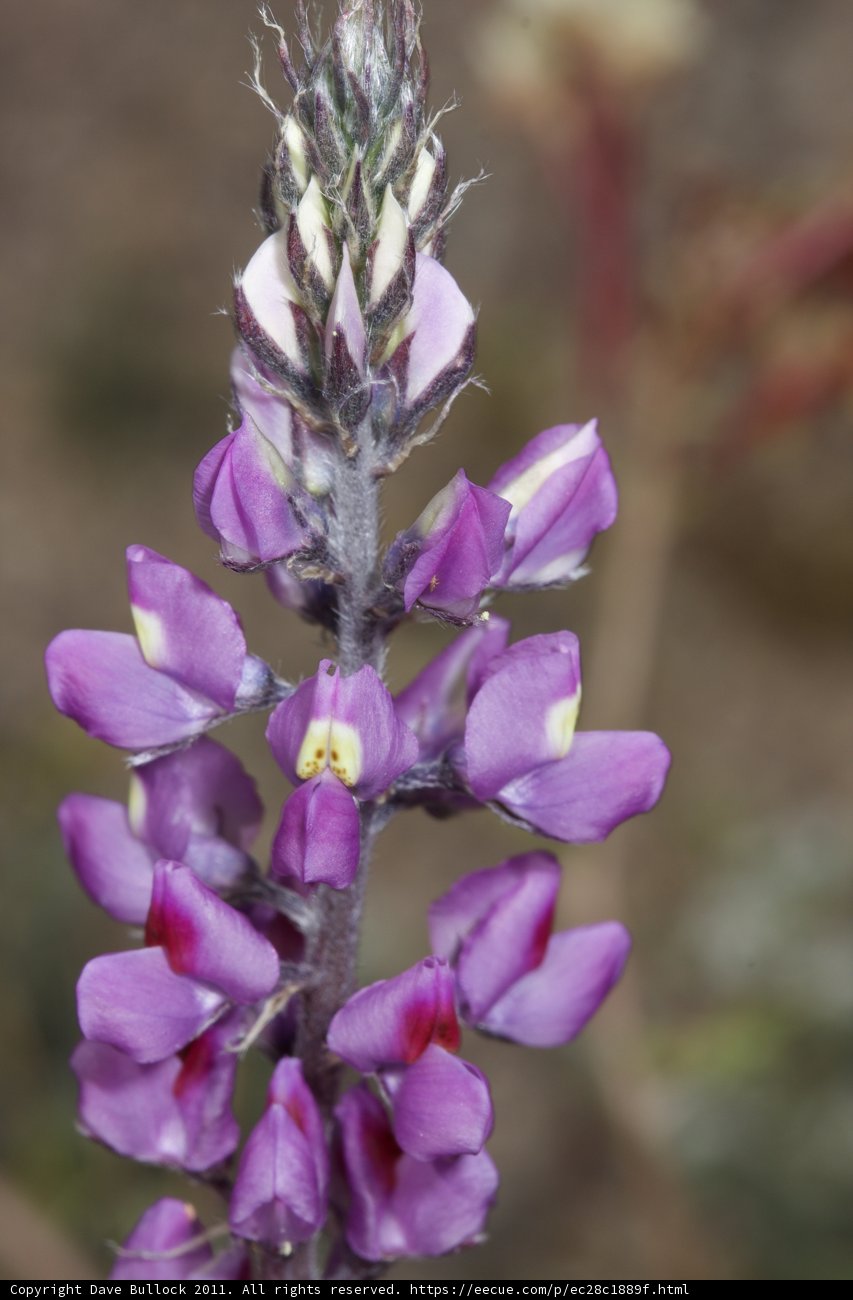 Purple Snapdragon