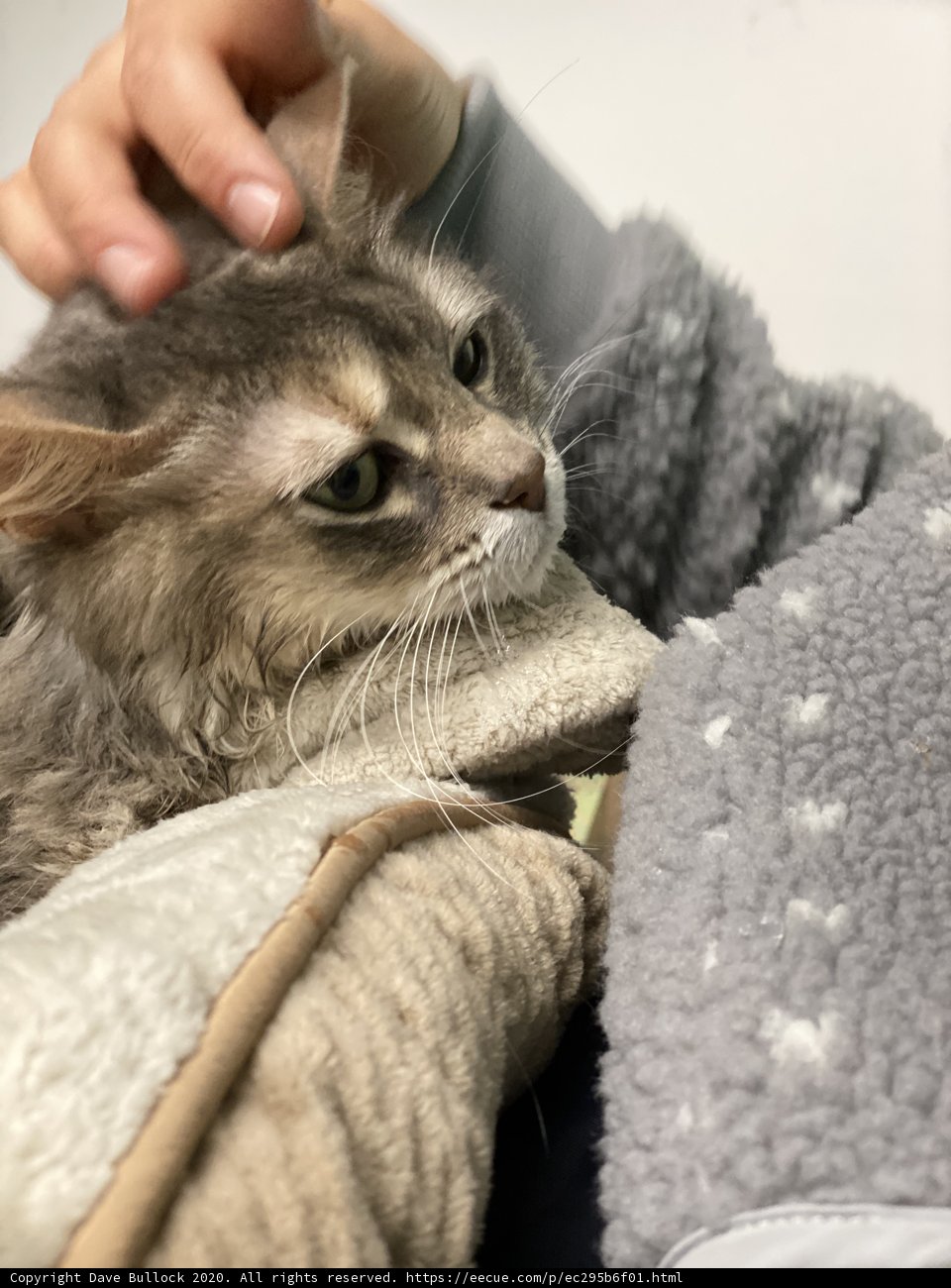 Feline Bliss