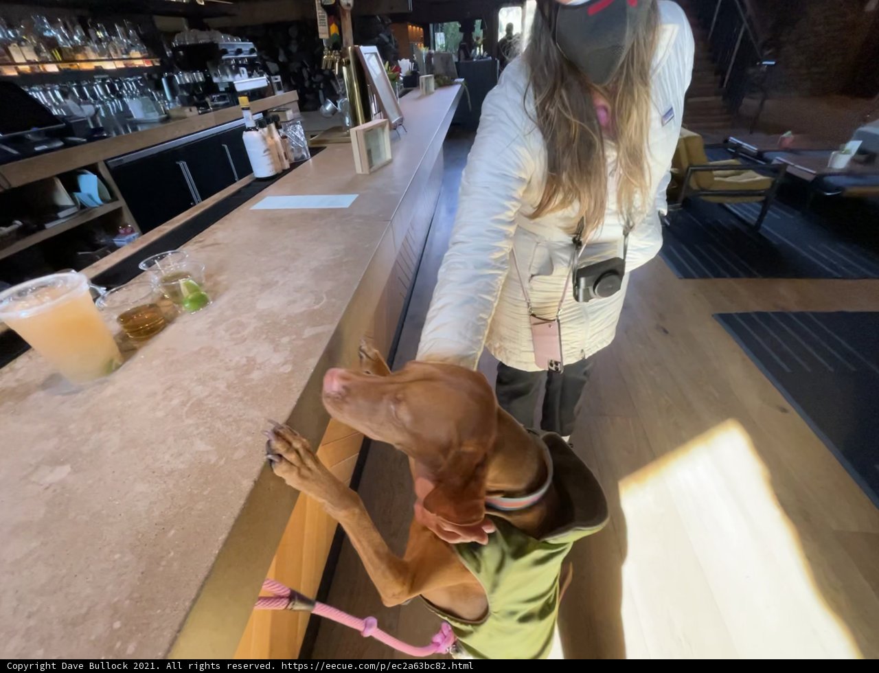 A Woman and Her Furry Companion at a Cozy Bar