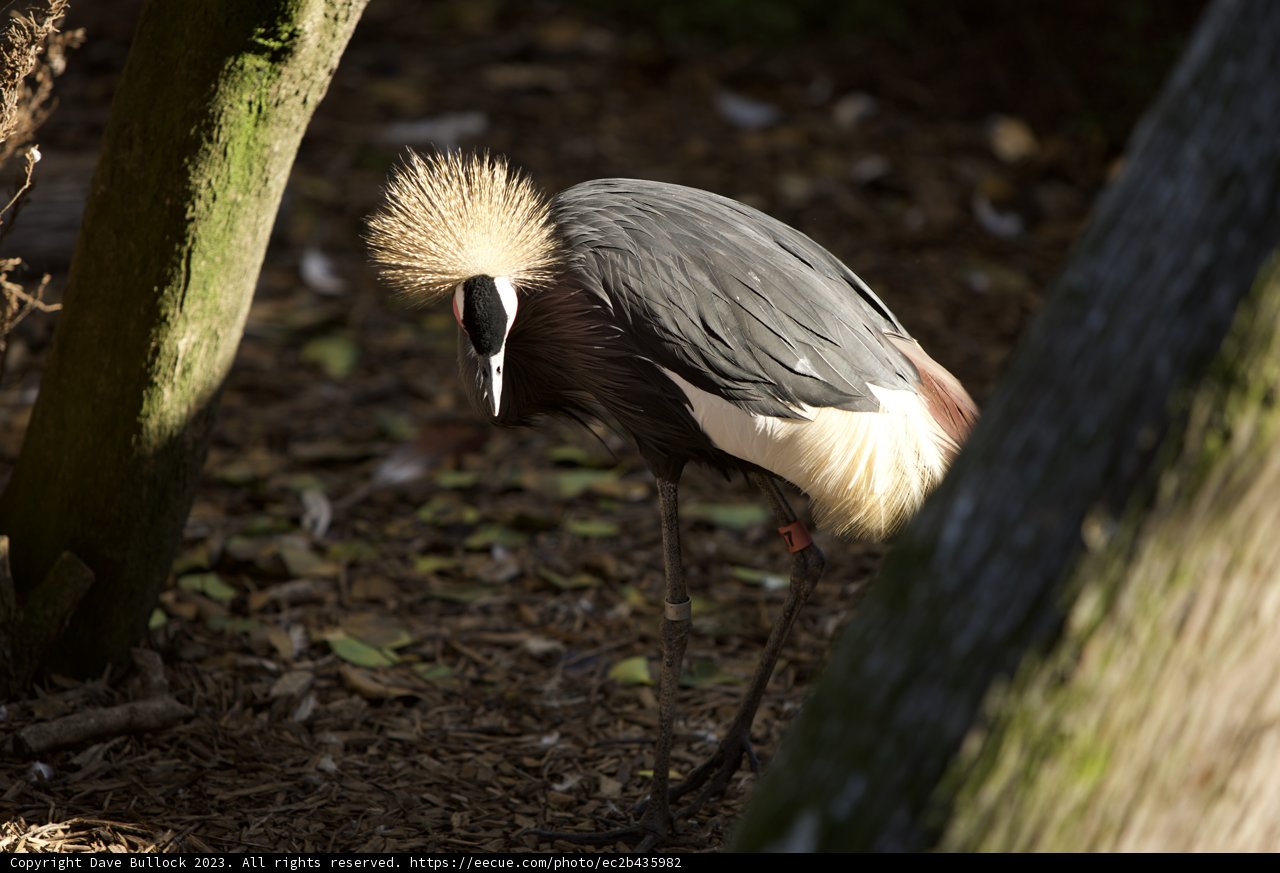 Graceful Elegance, SF Zoo, November 2023