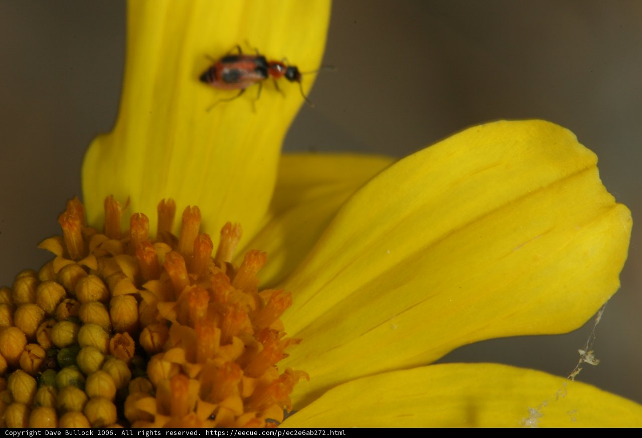 Pollen Gathering on a Daisy Flower