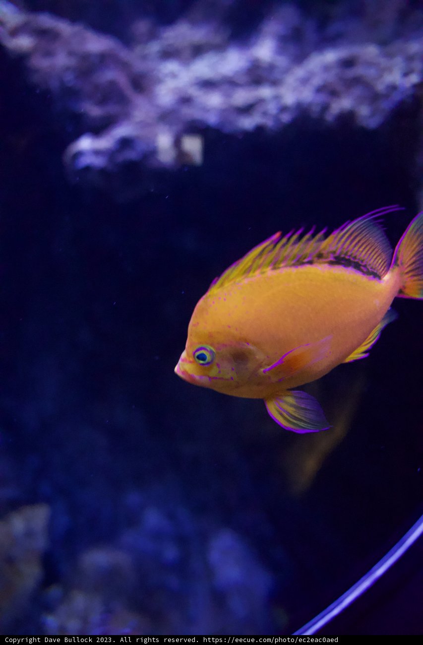 Underwater Journey: Captivating Aquarium Life