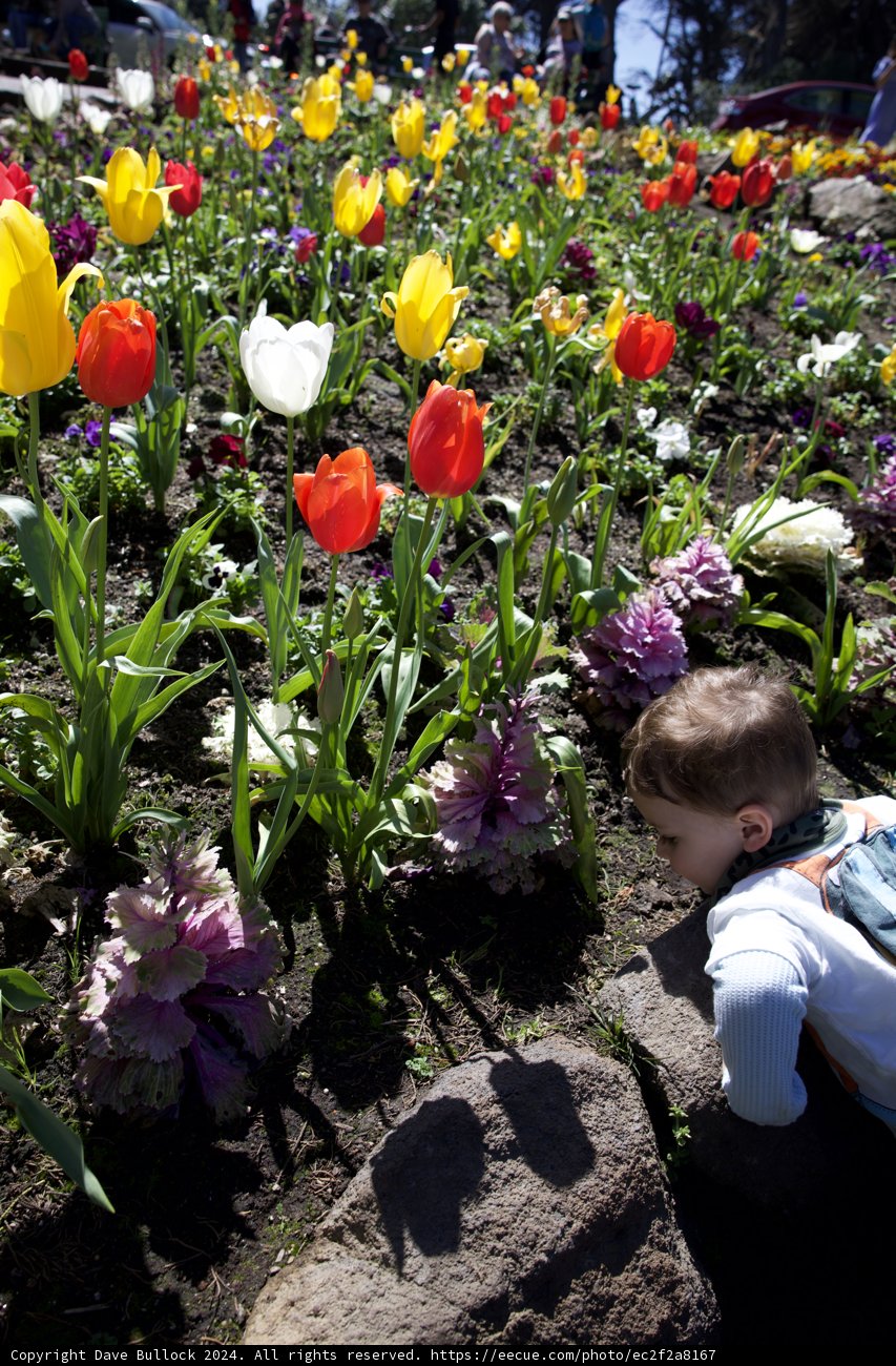 Young Wonder at Golden Gate Park