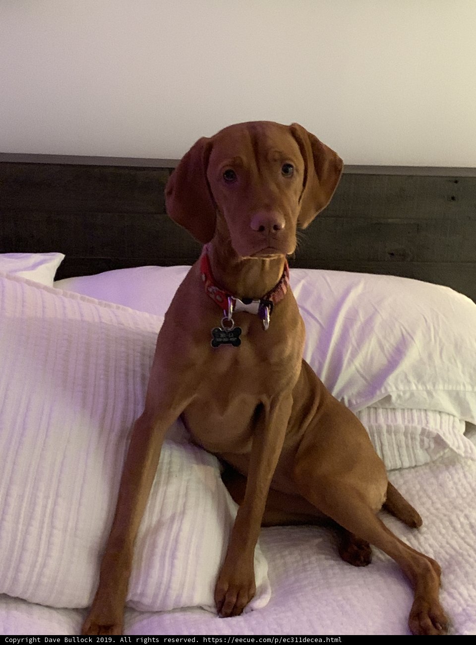 Cozy Canine Companion