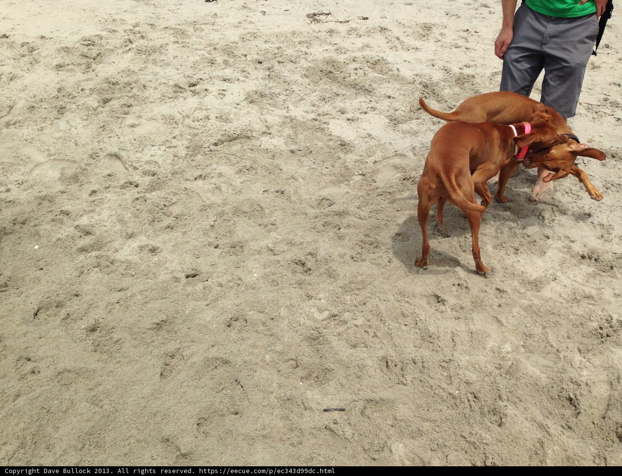Sunny Day at Rosie's Dog Beach