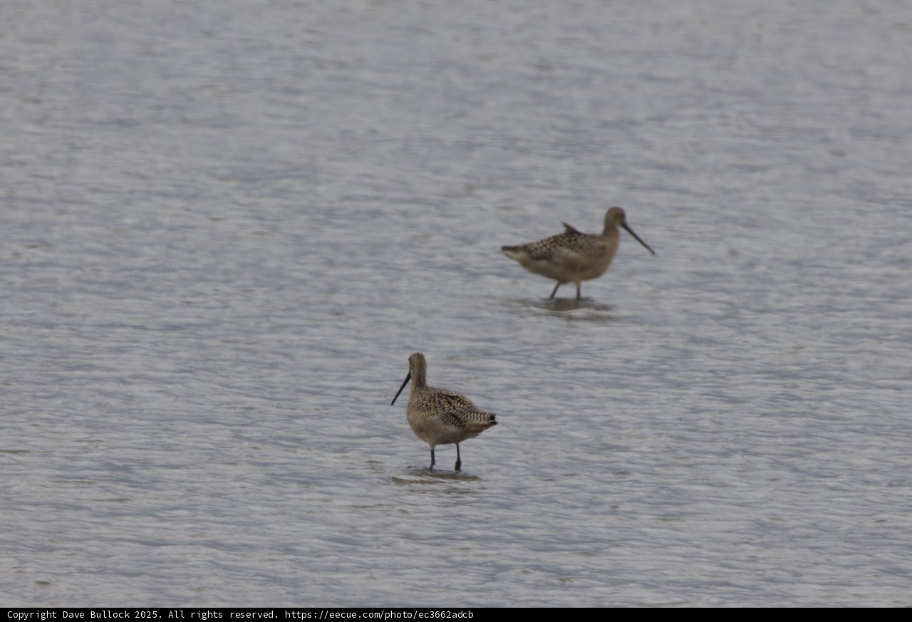 Wading Companions