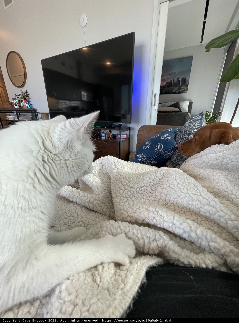 Feline and Canine Companions