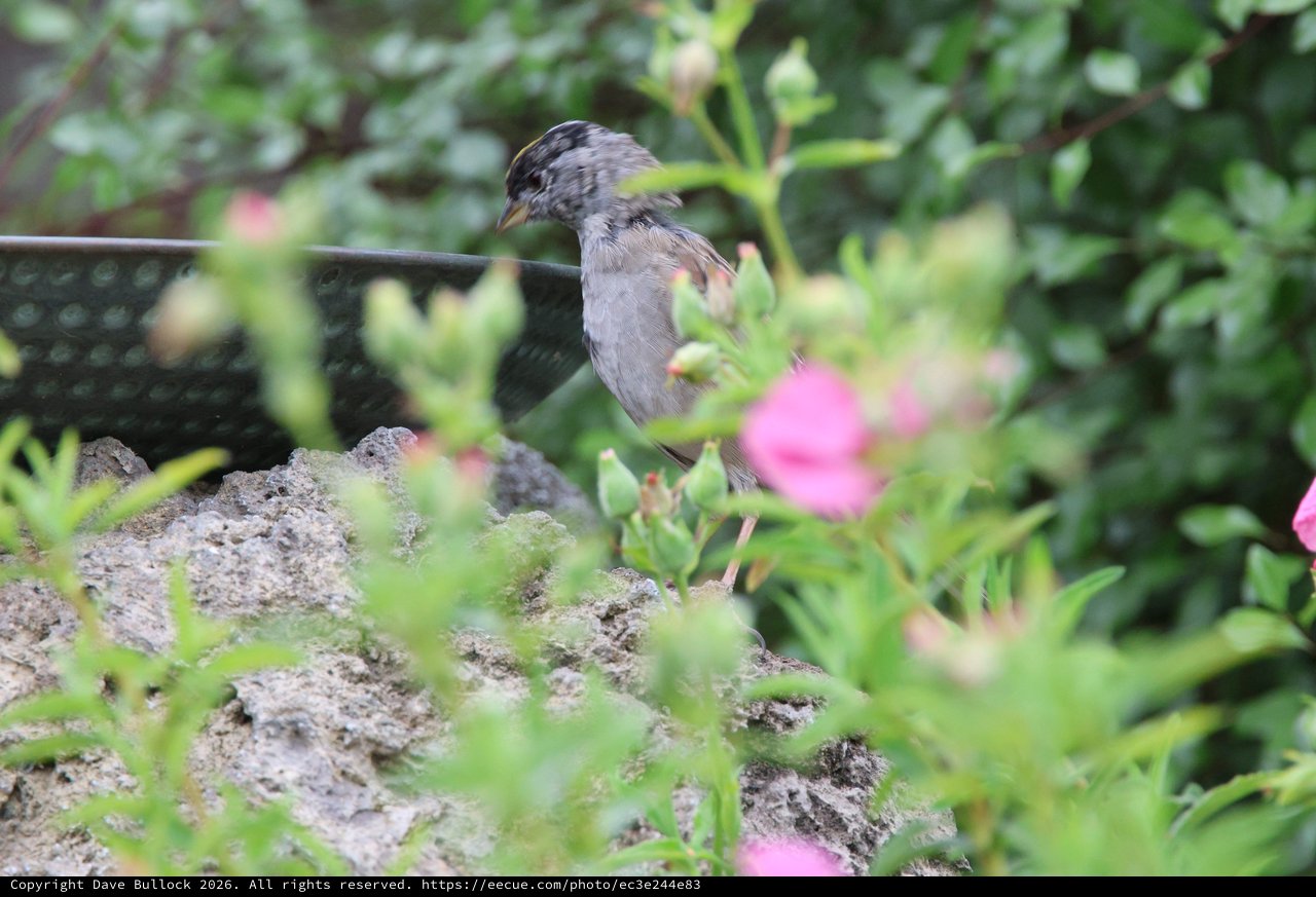 Gray Bird Perched Among Pink Flowers in Garden