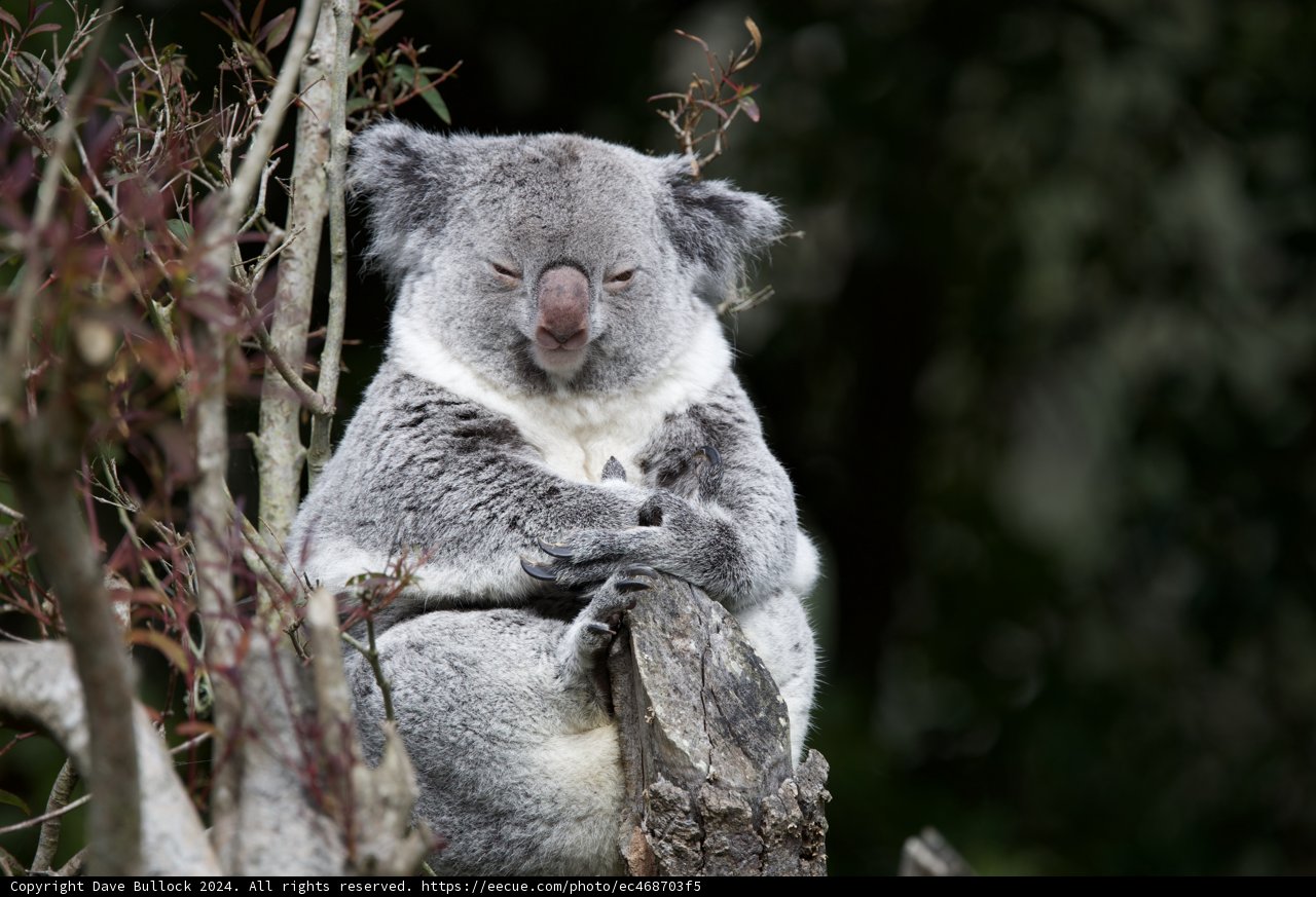 Koala Kontemplation - SF Zoo, 2024