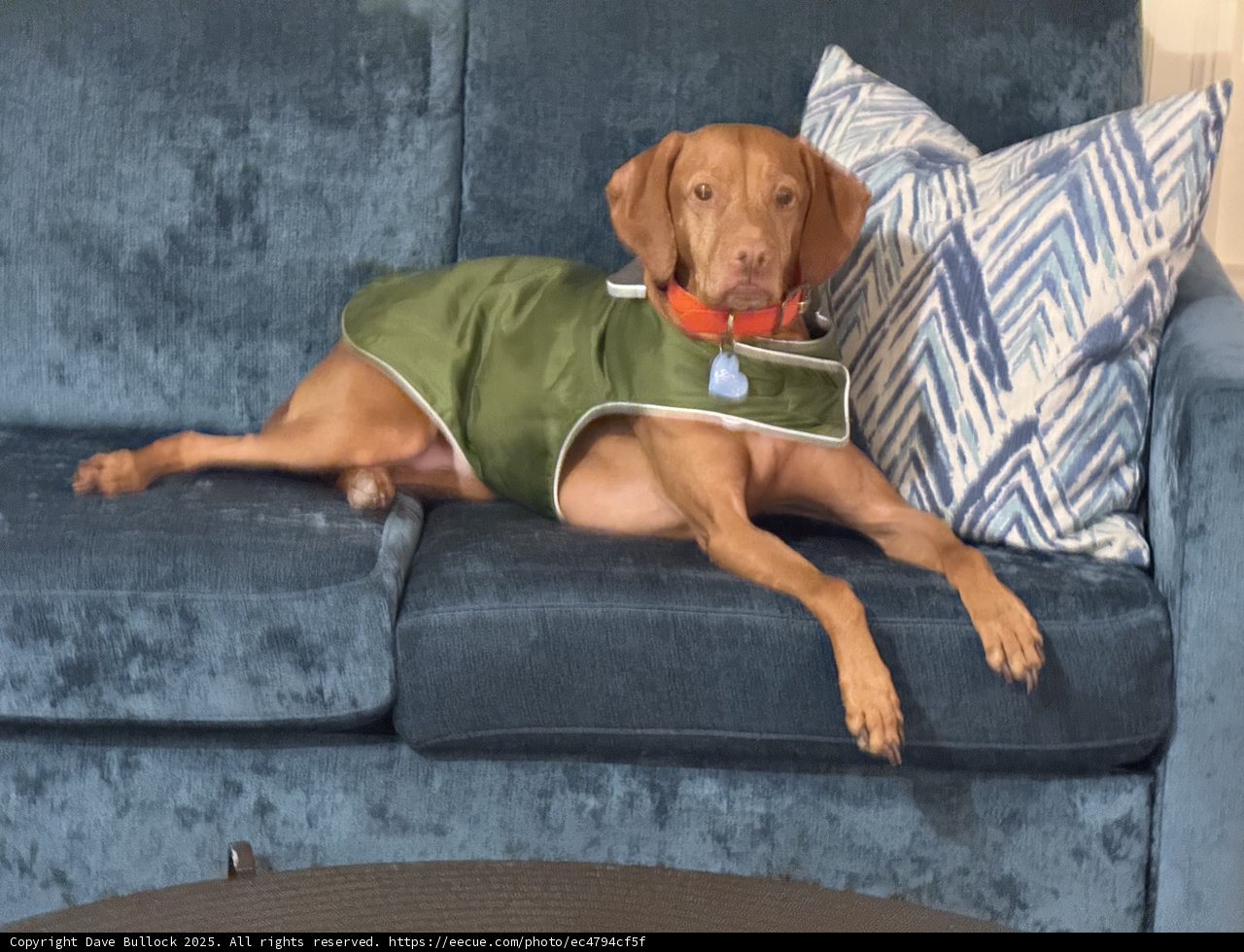 Cozy Canine Comfort