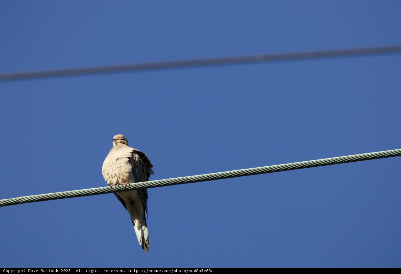 Solitary Sentinel