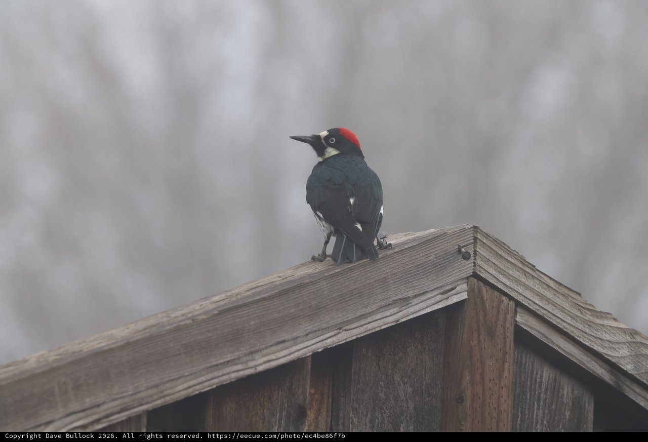 Acorn Woodpecker Perched on Weathered Birdhouse Roof