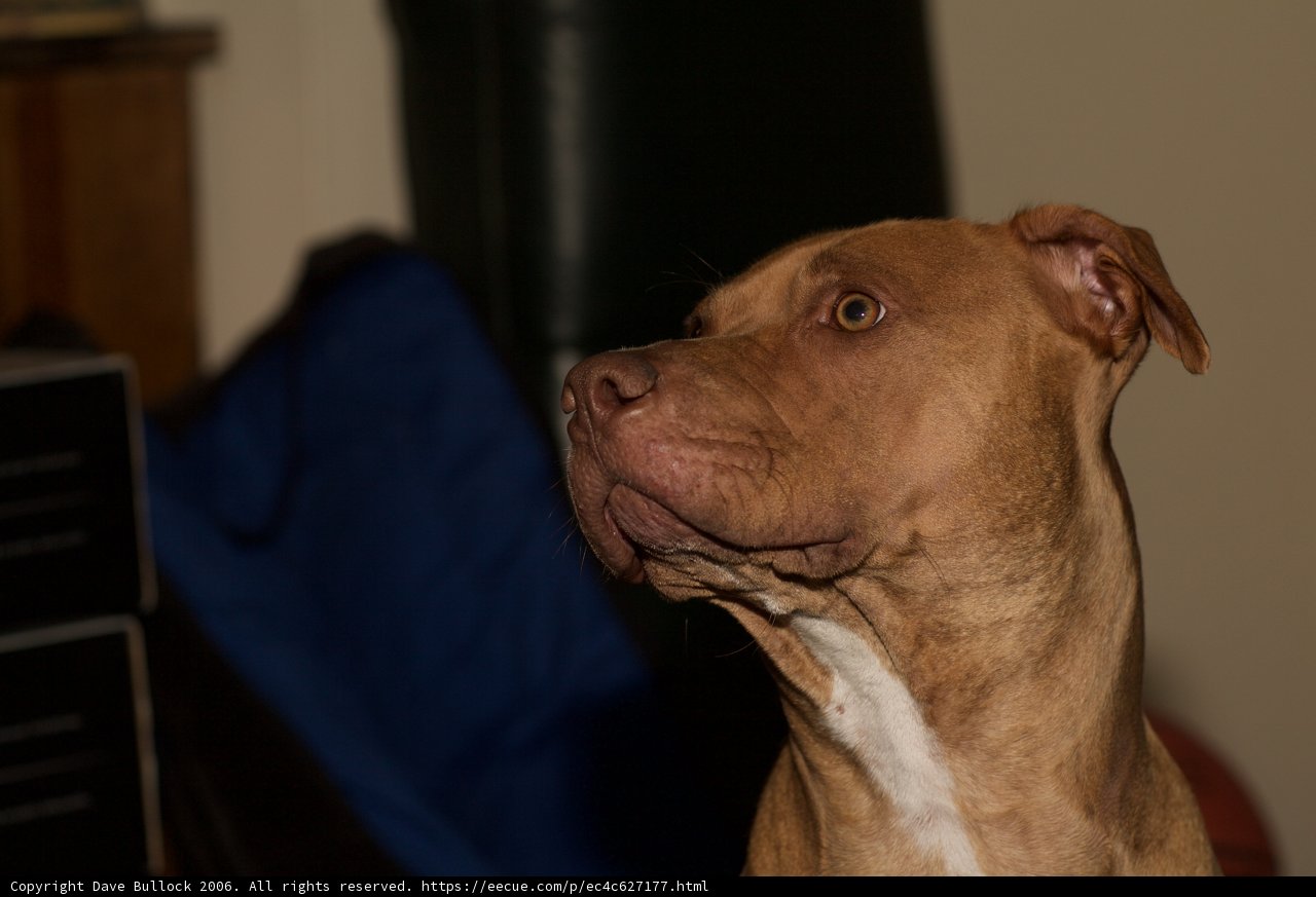 Inquisitive Canine Eyes