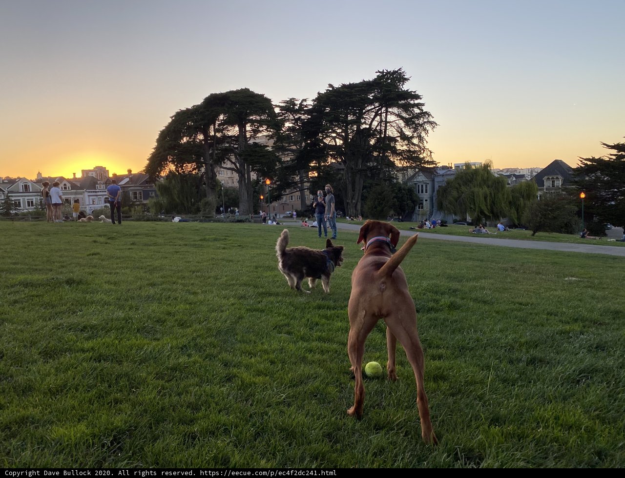 Playful Pals in Alamo Square Park