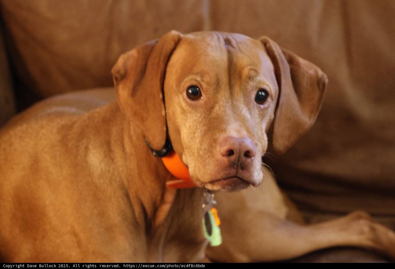 Cozy Couch Companion