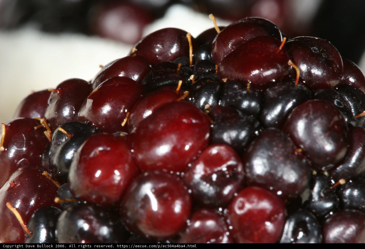 Juicy Blackberries