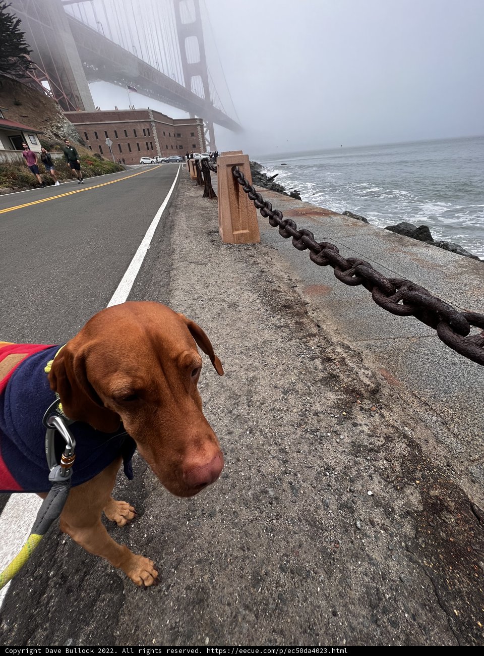 Beach Dog Fashionista