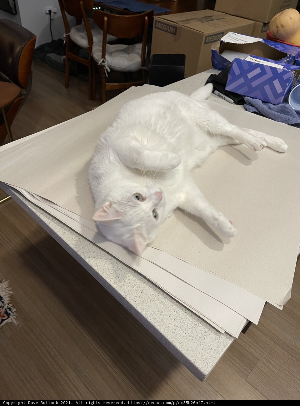 Cozy Cat on Wooden Table