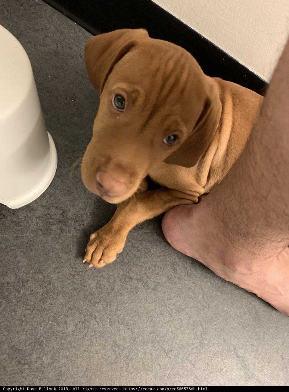 Potty Training Pals