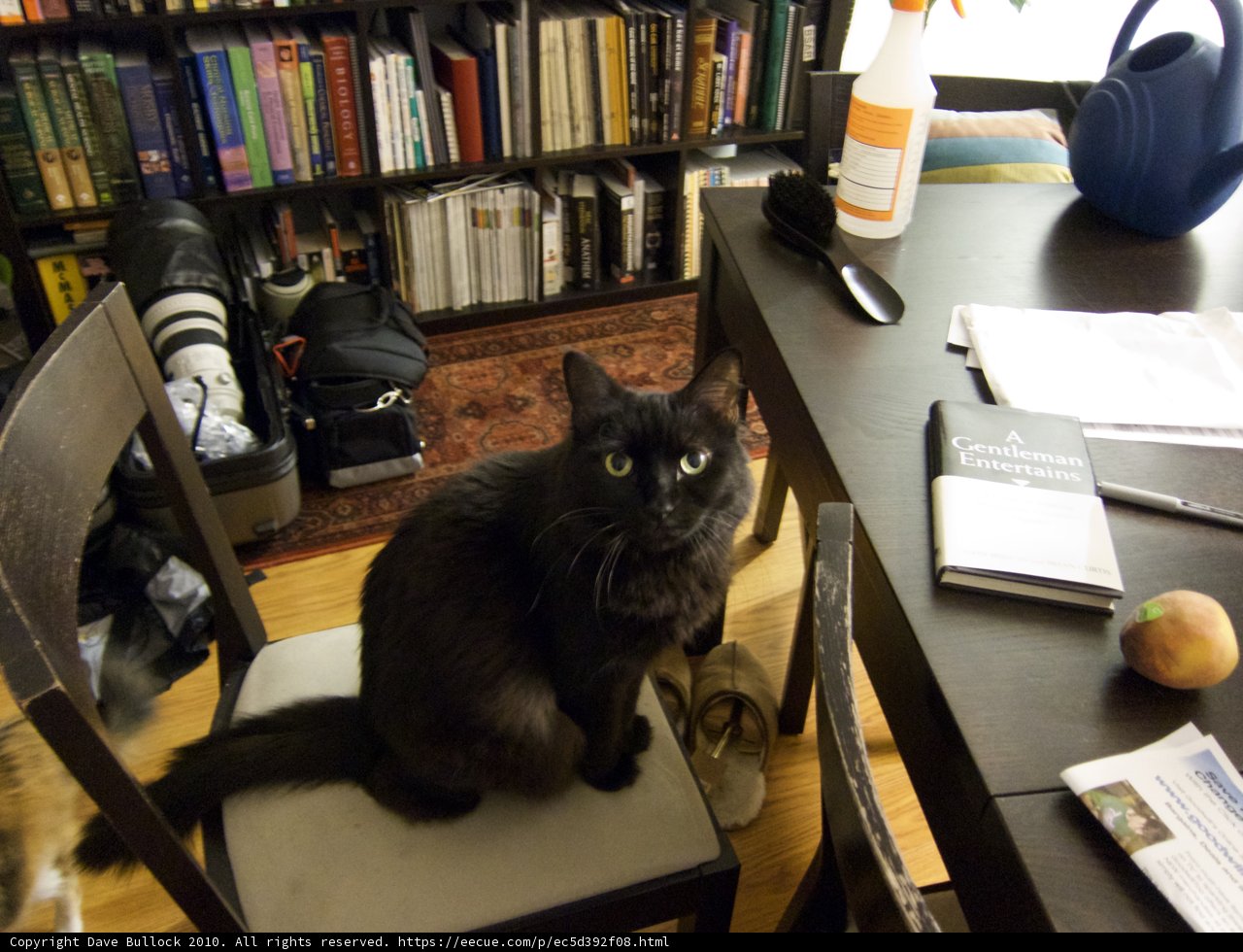 The Mysterious Black Cat and the Library Chair