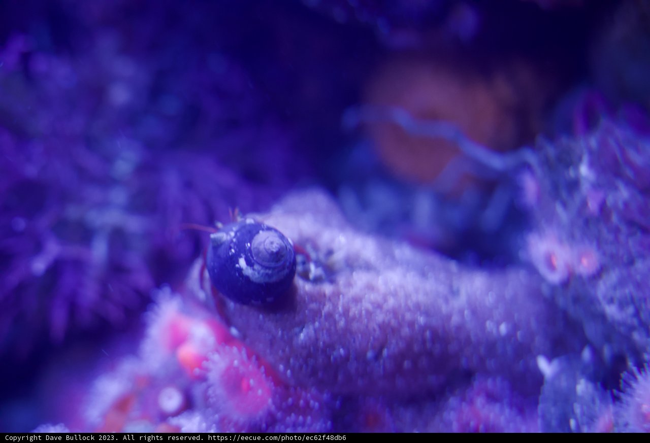 Ethereal Encounter with the Purple Sea Anemone