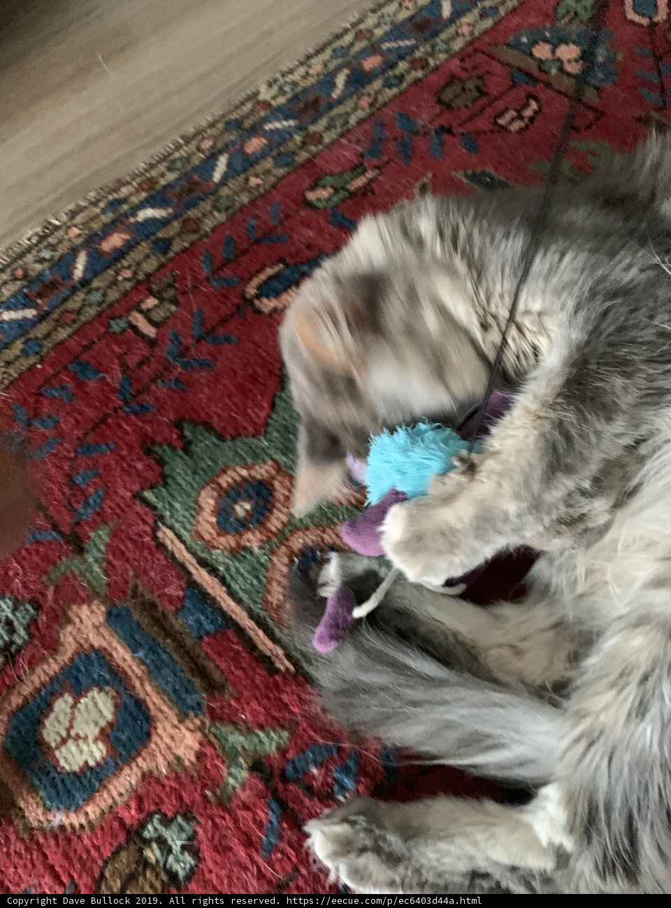 Furry Friend on a Cozy Rug