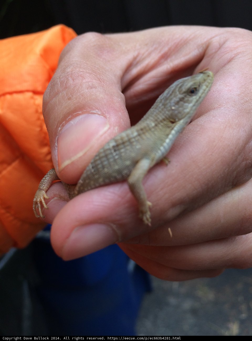 Handheld Reptile