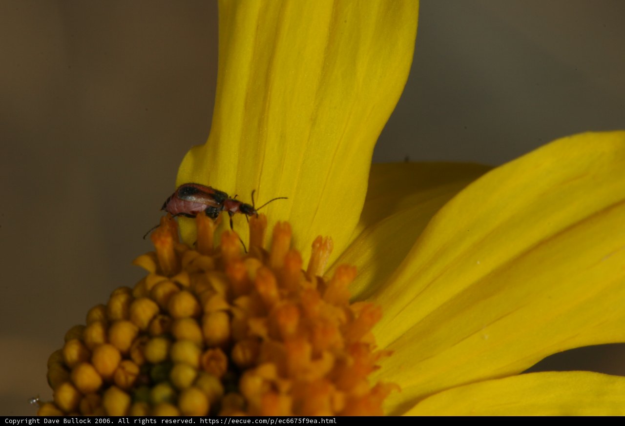 Spot the Bug on the Yellow Flower