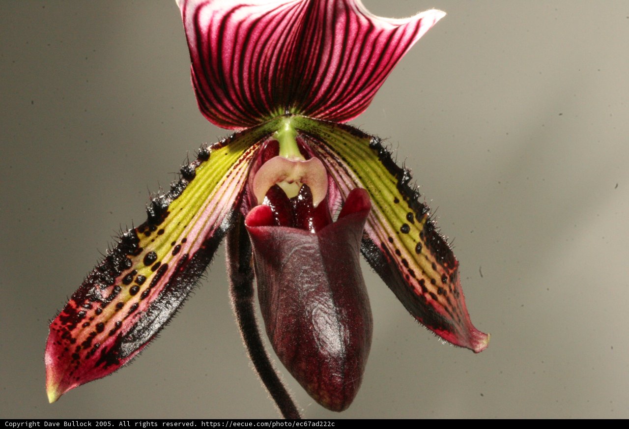 Orchid Blossom on a Long Stem