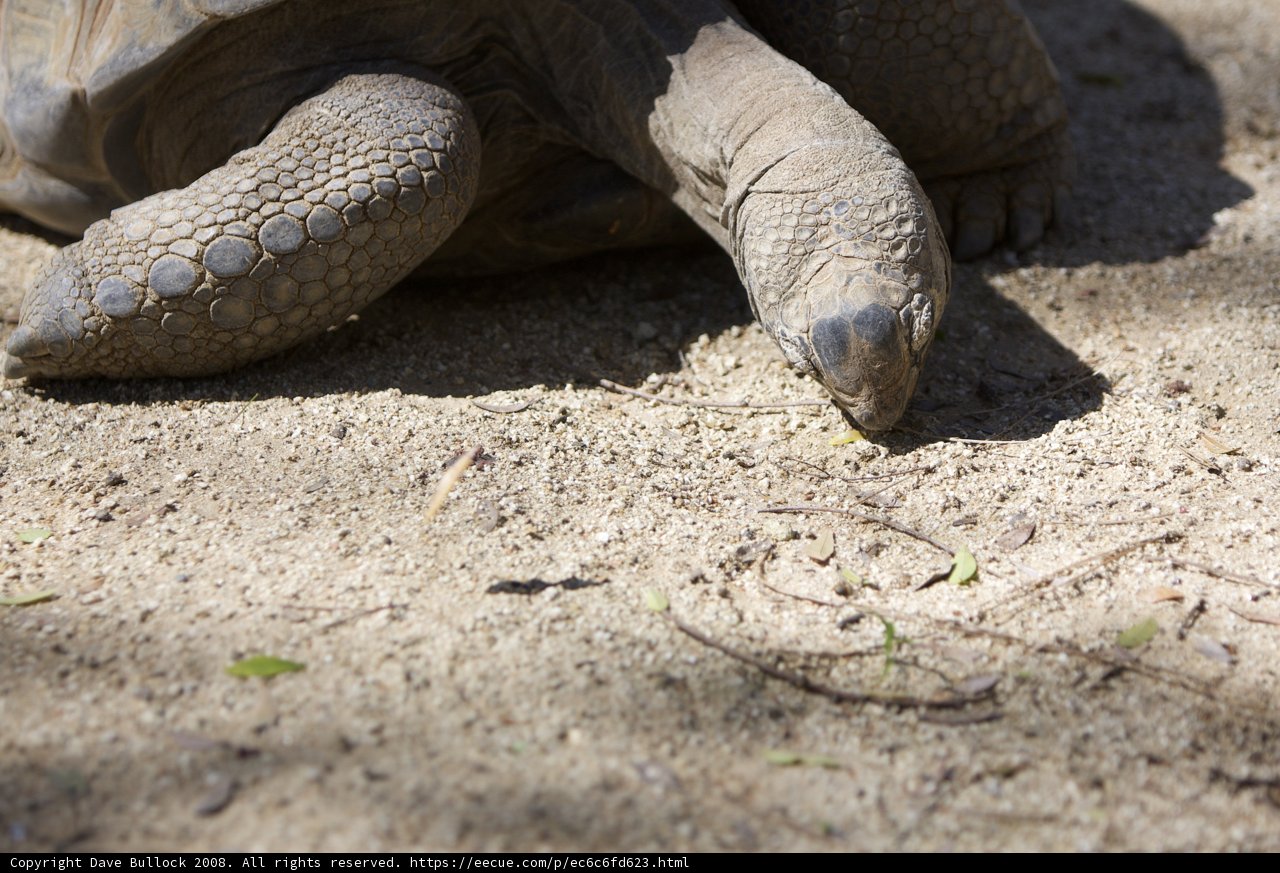 A Tasty Treat for the Tortoise