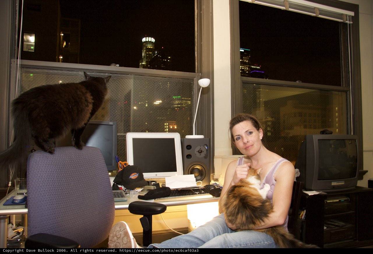 Late Night City Views with Two Cats