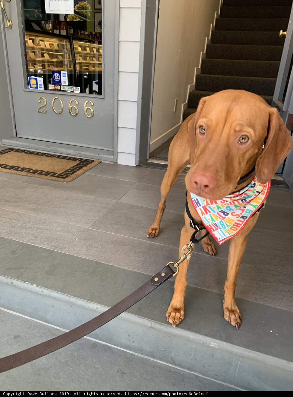 Stylish Vizsla