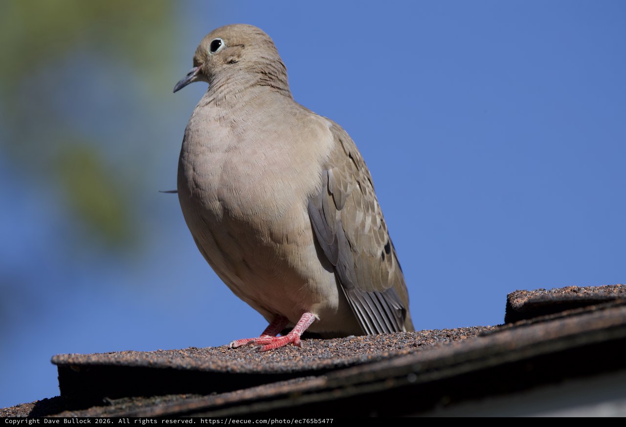 Mourning Dove Perched on Textured Roof Edge