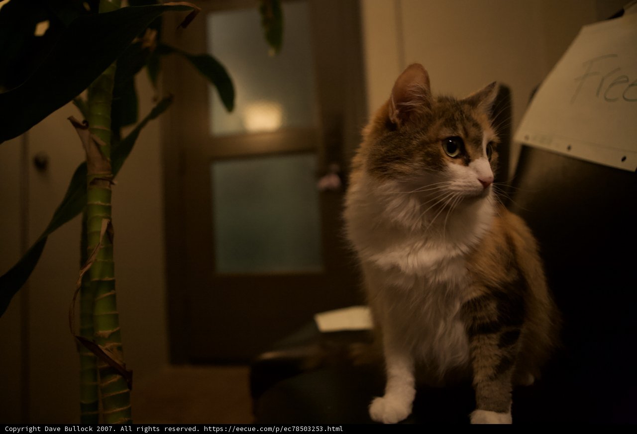 Nighttime Companion