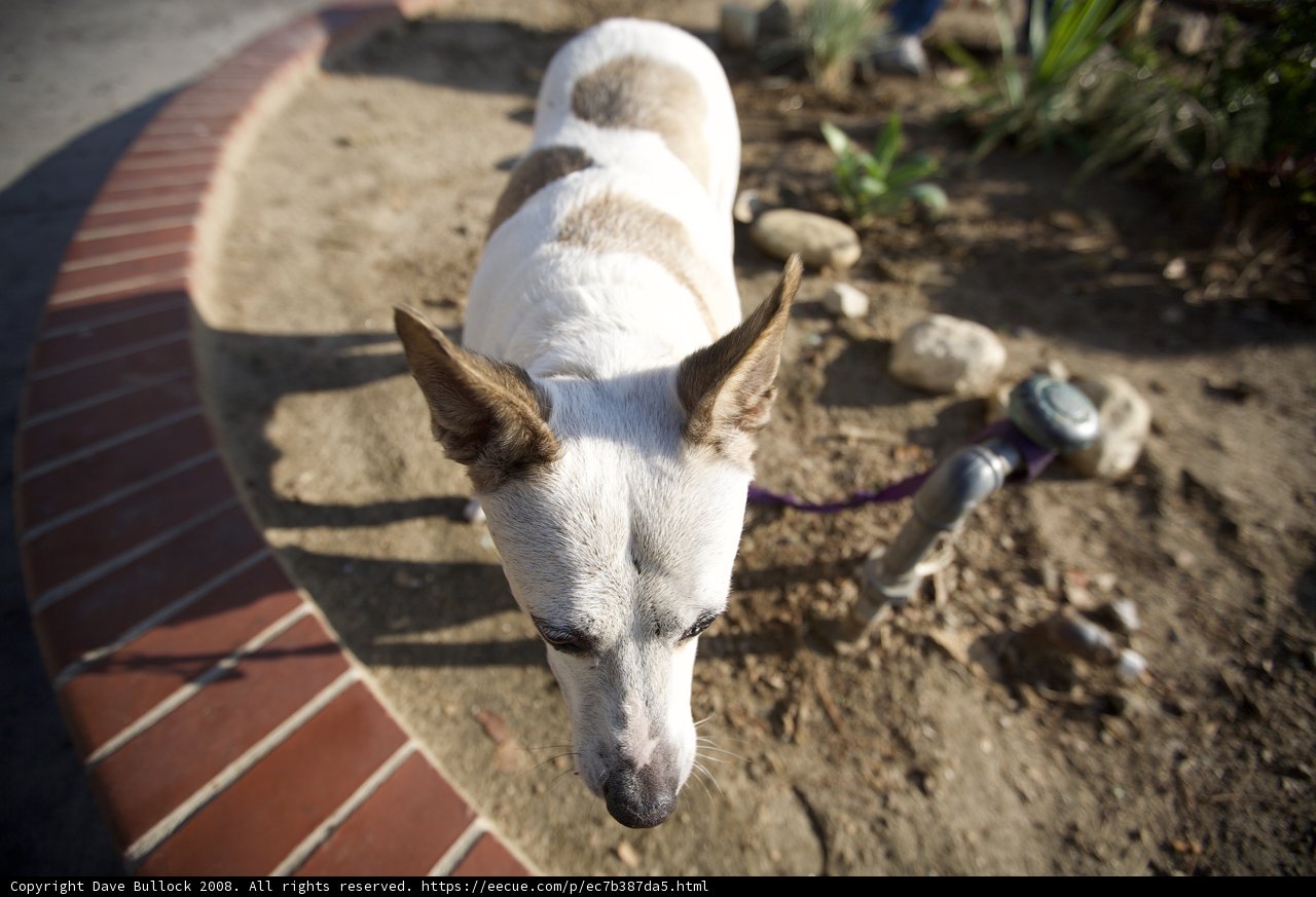 The Canine Gardener