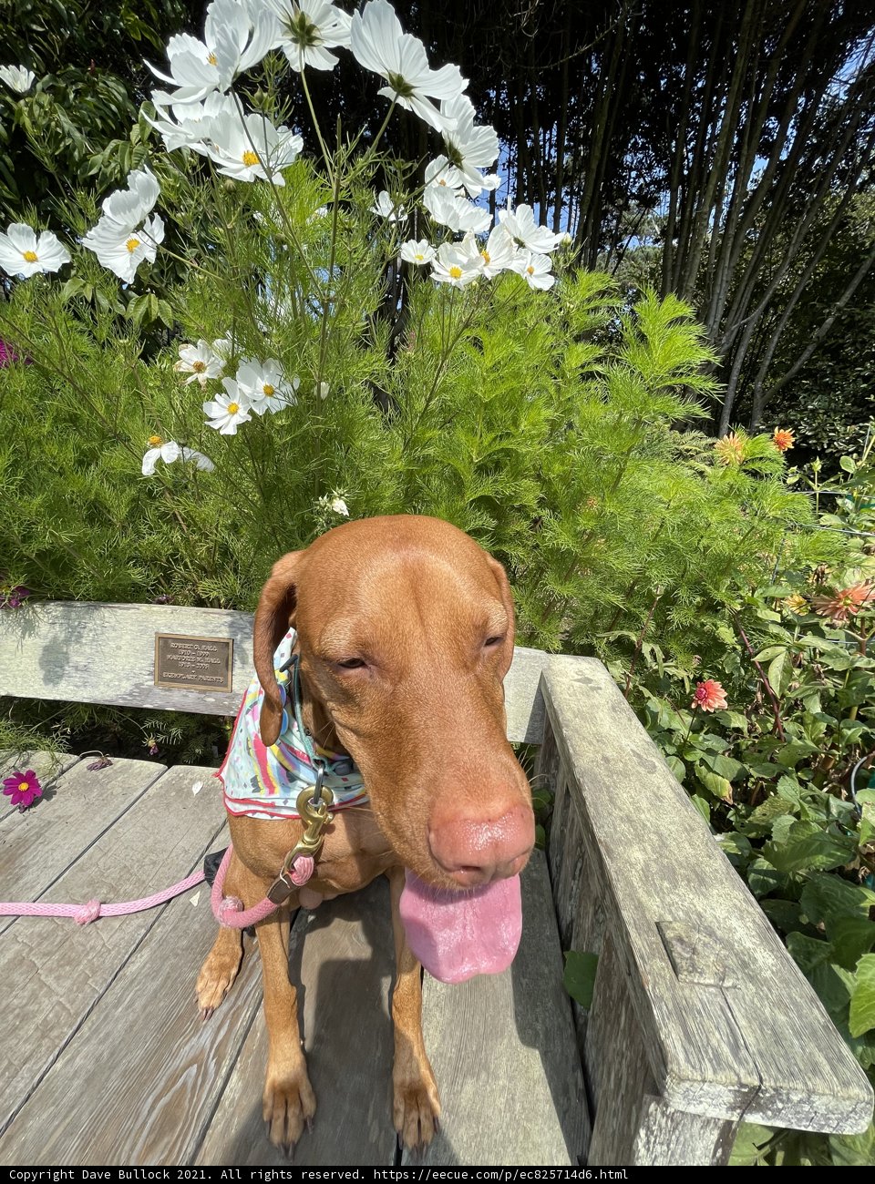 Relaxed Vizsla on a Garden Bench