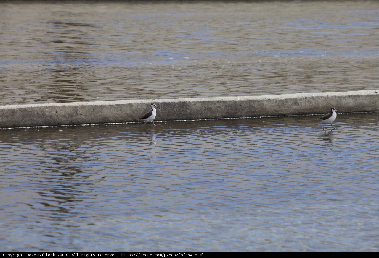 Two Herons Perched on a Concrete Wall