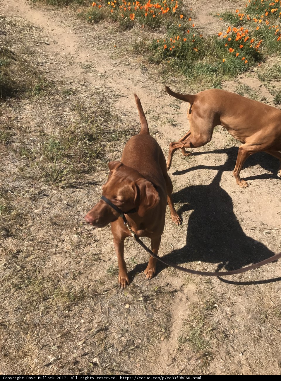 Doggy Playtime in the Lancaster Fields
