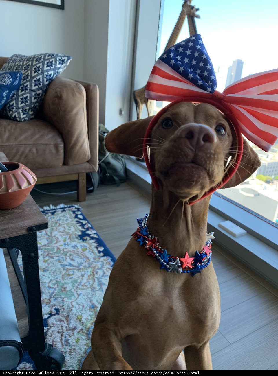 Patriotic Pup