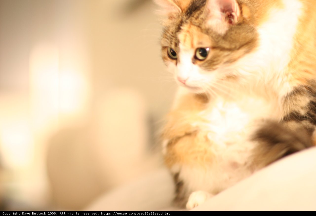 Cozy Cat on the Couch