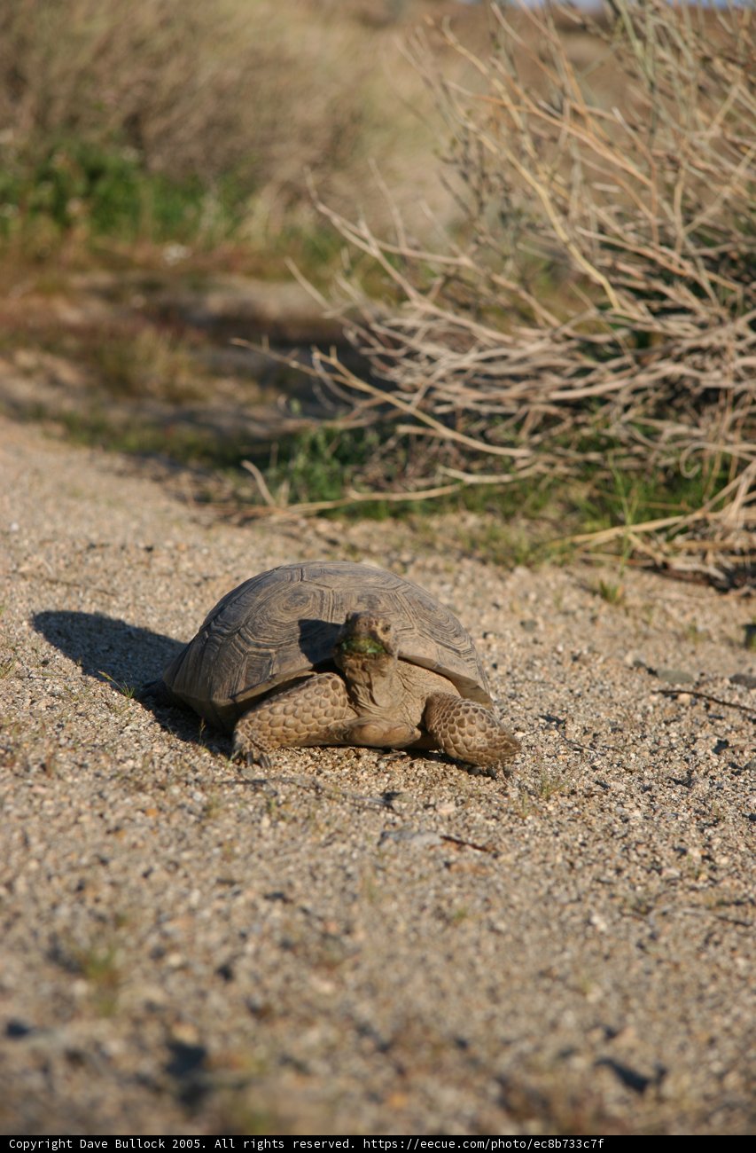 Slow and Steady