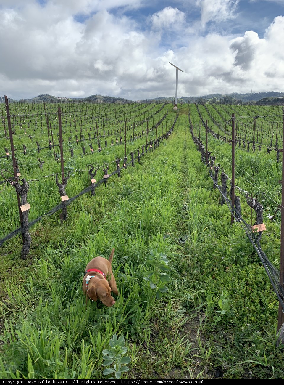 Canine Companion in Meadow of Grass